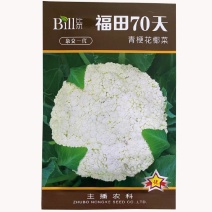 青梗花椰菜种子菜花种子抗病强花球松大南北方种植