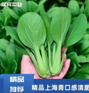[上海青批发]精品上海青,油菜,大头一条龙上车服务 质量问题包退包换