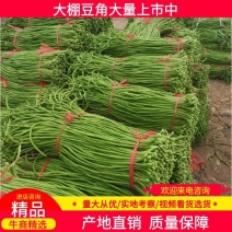 河北青条豆角原产地一手货源一手价格返程车多运费低全国接单