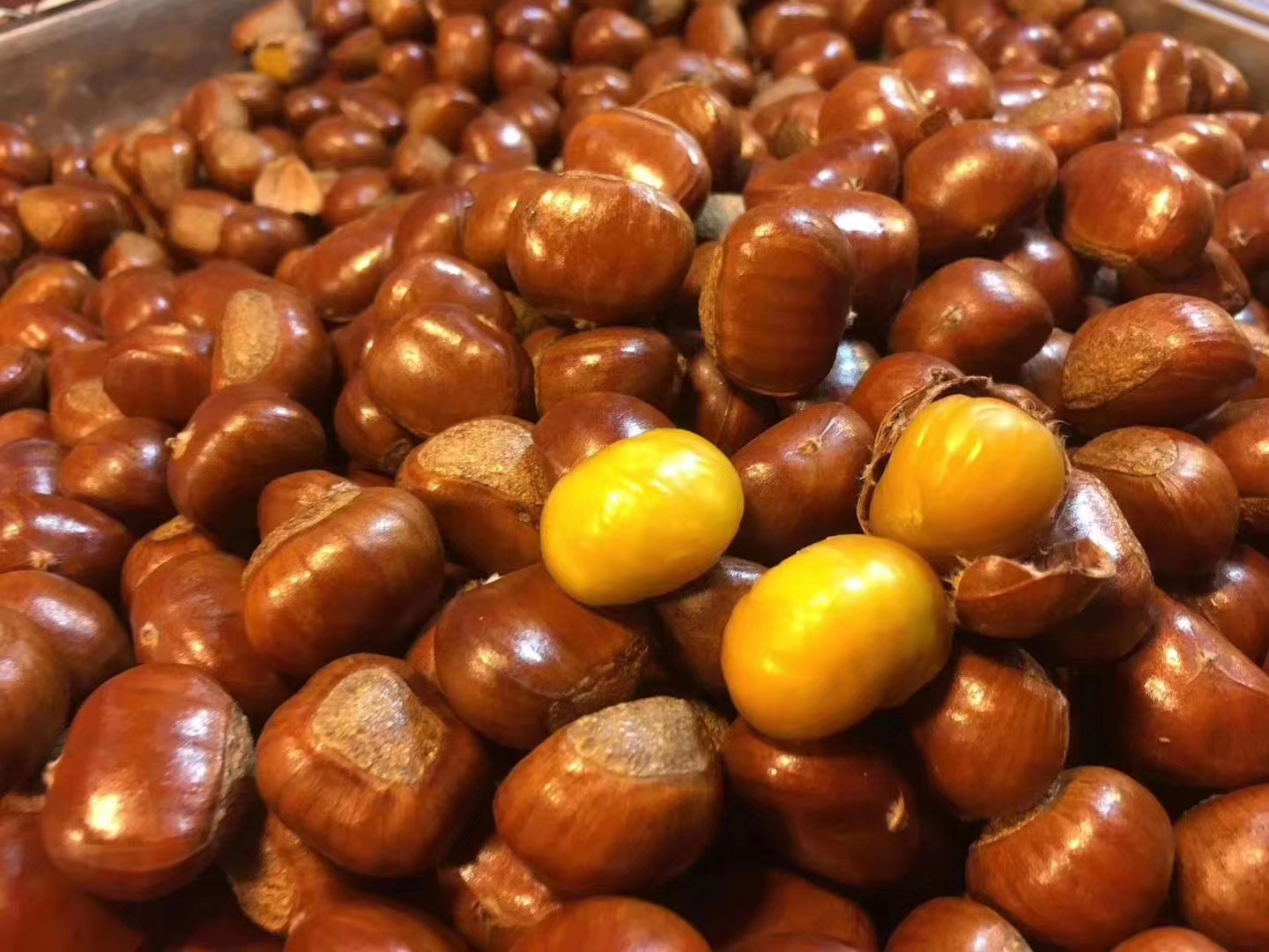 油栗剖面特写照片