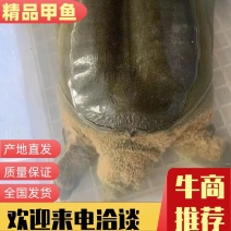 【牛商推荐】甲鱼，要货的老板联系，货真价实