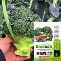 西兰花小米粒生长周期短耐抽薹生长周期短大田高产
