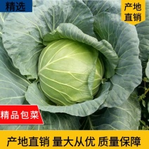 【精准】新鲜富硒甘蓝好货包菜大量供应万亩基地欢迎