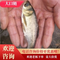 大口鲢，肉食性鱼类，长势快，成活率高……7