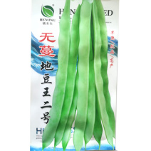 无蔓地豆早熟宽芸豆种子浅绿色肉质多纤维少