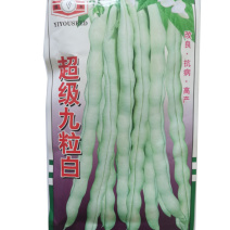 改良九粒白芸豆种籽春秋季早熟抗病强
