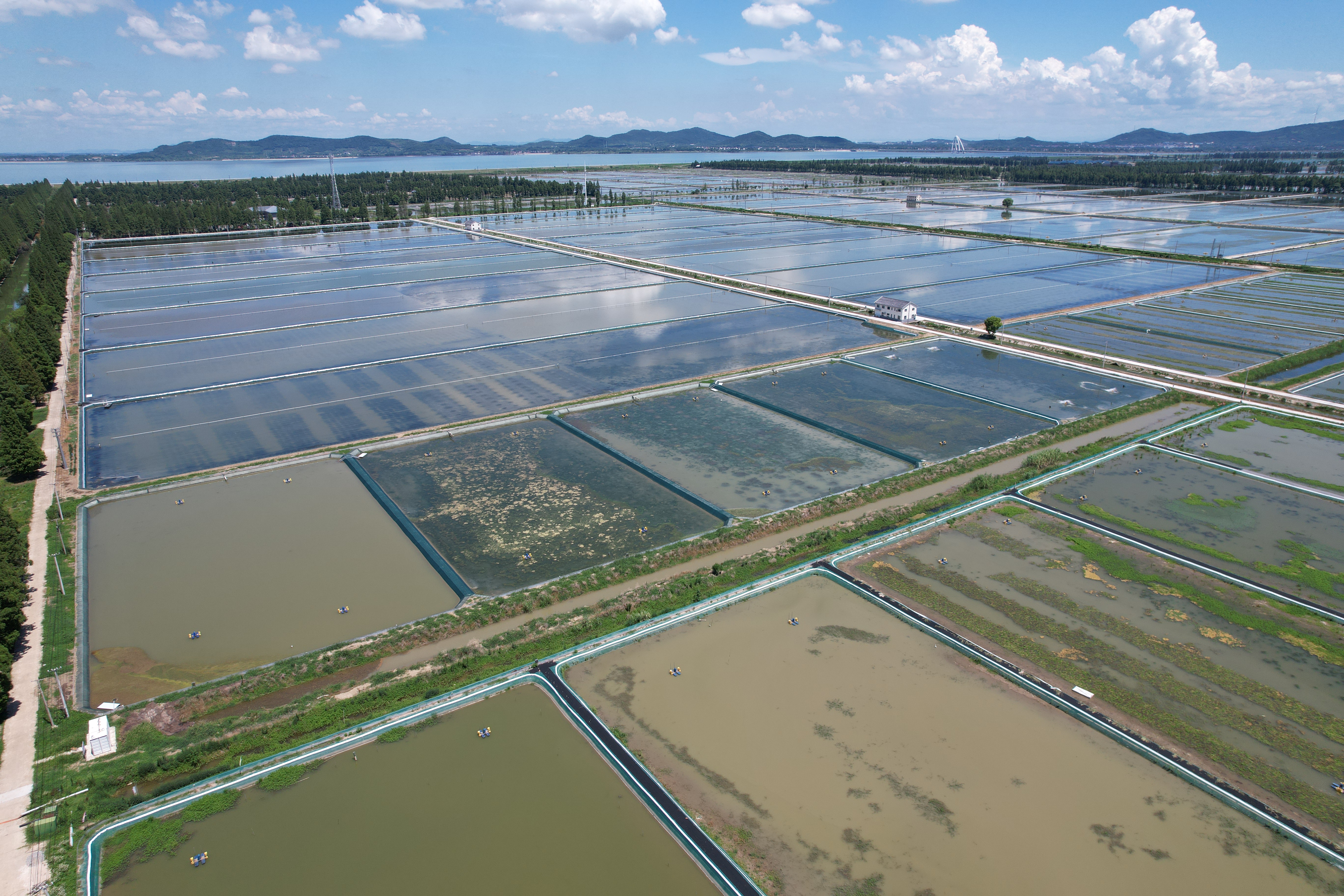 黄河口大闸蟹养殖基地航拍图,展现广阔的湿地养殖区 黄河口大闸蟹养殖基地航拍图