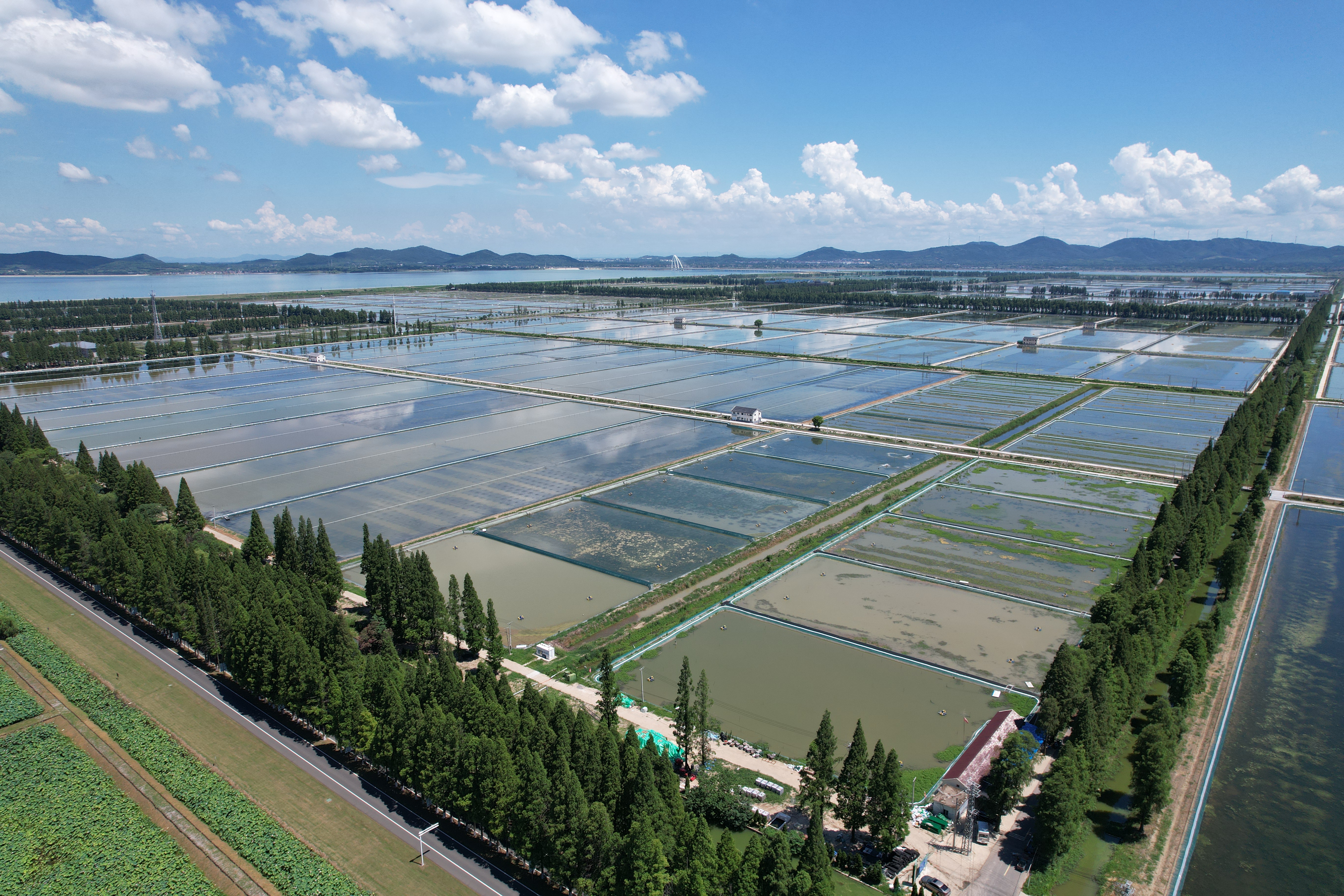七里海湿地风光
