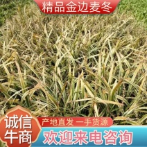 【牛商推荐】金边麦冬，基地直发，质量保证，欢迎来电