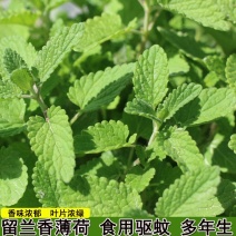 兰香薄荷薄荷种子留兰香食用兼药用驱蚊四季种植