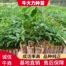 牛大力种苗，基地直供品种纯正，免费提供技术