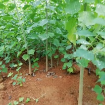 乌桕小苗一年生乌桕小苗50cm高/0.8粗乌桕小苗
