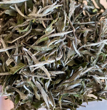 [白牡丹批发]2022头采福鼎白牡丹白茶白牡丹厂家批发价格90.