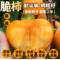 【推荐】恭城脆柿子味美甘甜大量上市包装精美大量批发