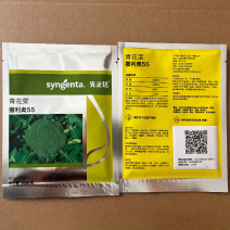 撒利奥55原装先正达西兰花种子有机青花菜耐热高产