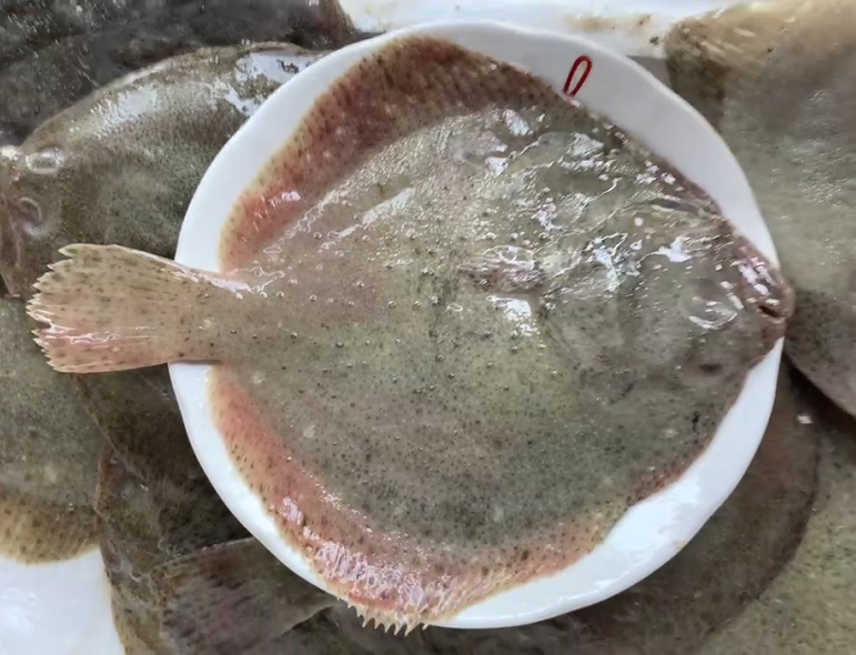 多宝鱼成鱼在水产市场摆放场景