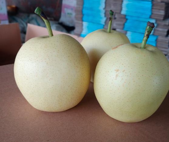 皇冠梨与水晶梨对比图
