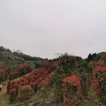 北碚区静观镇苗木基地zhuan让