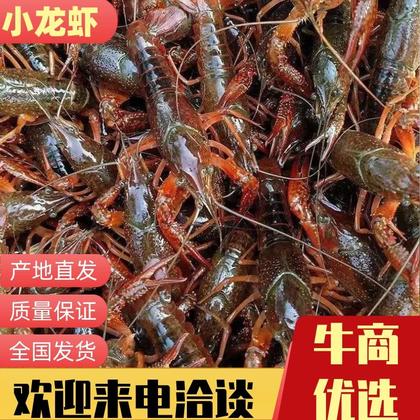 龙虾批发一手货源自家养殖浙江台州临海市周边产地价格行情上海宝山区