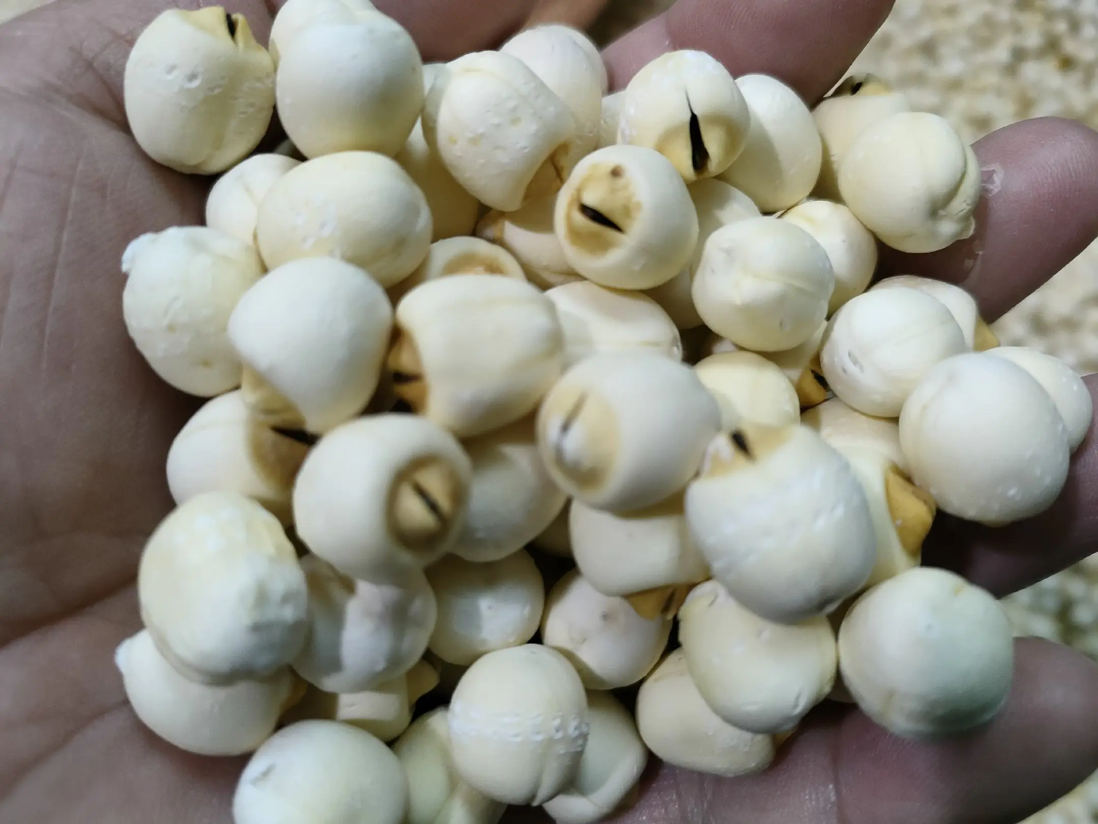 白莲籽深加工产品矩阵图：木质食盒内整齐陈列五款白莲籽衍生品——真空包装整粒白莲籽、独立小袋装莲籽粉、冻干莲籽脆片、莲籽银耳即食羹杯、莲籽益生元冲剂条，背景为手绘风格白莲生长周期图谱