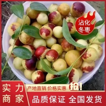 沾化冬枣产地一手货源自家场地欢迎客户来电咨询