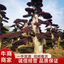 红花檵木桩景规格齐全基地直发视频看货品质保证