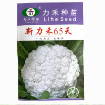 新力禾65天花椰菜种子杂耐热抗病台湾进口早熟型松