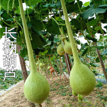 长柄油锤葫芦种子特长大葫芦种孑工艺葫芦搭架作物