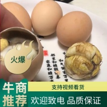 毛蛋.照蛋.活珠蛋.活珠子.半鸡.孵化厂直批欢迎考查