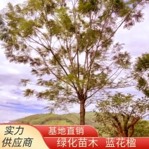 蓝花楹重庆蓝花楹种植基地漳州蓝花楹种植苗农一手货源低价