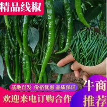 线椒青皮辣椒线椒大量15~30厘米青中辣量最大从优，