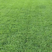 草皮草坪苗木基地直销