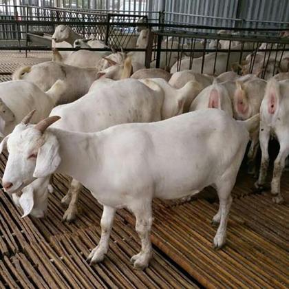 白山羊 美国白山羊 手续齐全 厂家直供 免费送货到家努比亚黑山羊基础