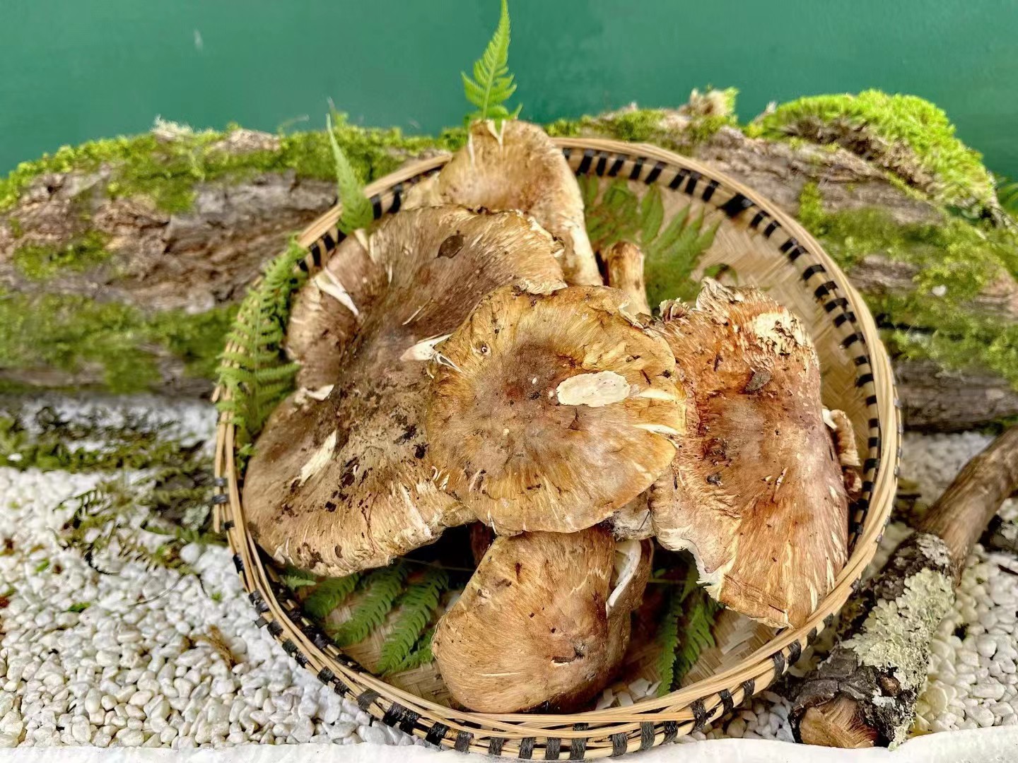 新鲜松茸在竹篮中摆放,背景为自然森林环境 松茸实物展示