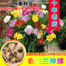 香雪兰种球香雪球小苍花多年生球根草本花卉量大优惠