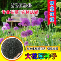 荷兰进口大花葱种球耐寒花卉盆栽植物庭院地栽大葱花球根四季
