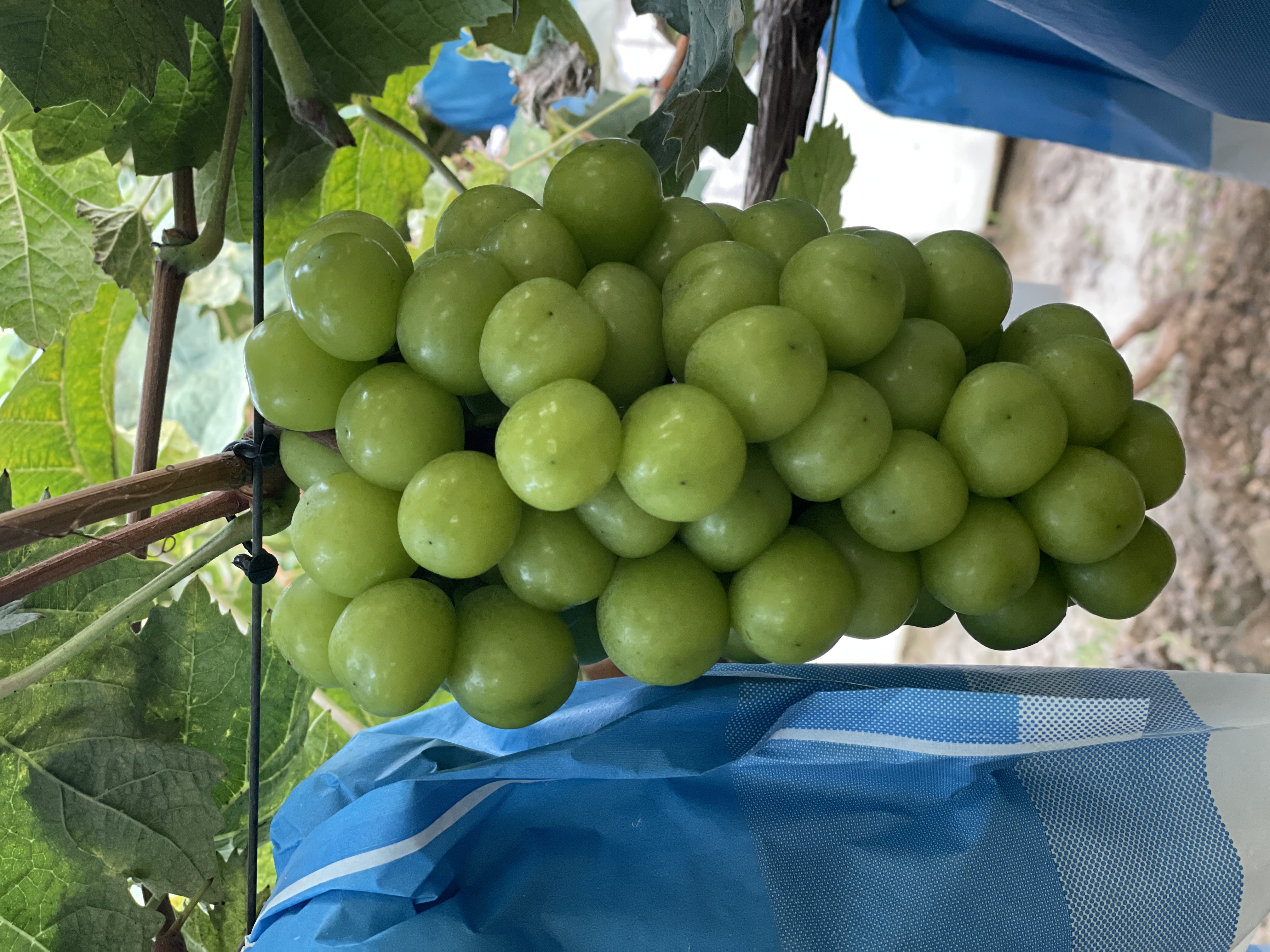 无籽阳光青提特写