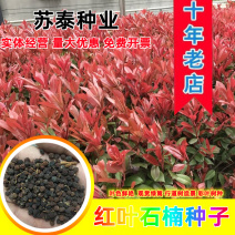 红叶石楠种子四季常青绿化树种子红罗宾火焰红石楠树种子