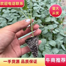 西兰花苗高产抗病，根系发达成活率高达99