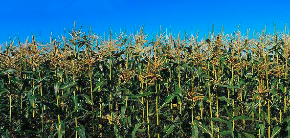 实景摄影:专业实验室工作台,左侧电子天平称量果酸玉米样品(标签清晰可见'食品添加剂:L-苹果酸'),右侧厌氧罐中培养老坛玉米匀浆液(标注'植物乳杆菌LP-8,1.5×10⁸ CFU/g'),背景为HPLC仪器屏幕(显示黄酮色谱峰)与菌落计数仪读数(216 CFU/plate) 消费者实验室检测对比场景