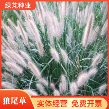 紫穗狼尾草白穗狼尾草种子观赏草耐寒耐旱耐热耐贫瘠多年生宿