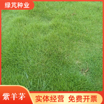 庭院草籽草坪茅草紫羊茅护坡种子矮生绿化固土种子工程种籽