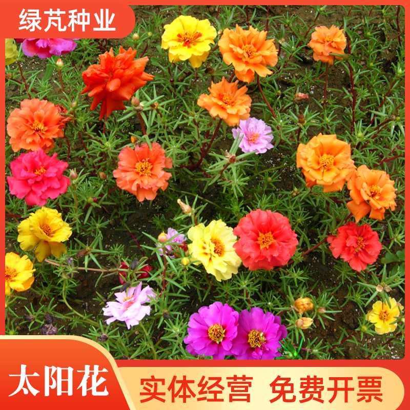 [太阳花种子批发]江苏宿迁沭阳县太阳花种子 40.00元/斤太阳 _ 一亩田
