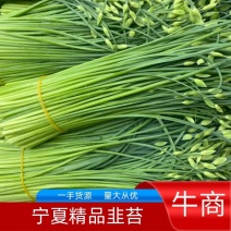 精品韭苔宁夏银川一手货源量大从优欢迎来电洽谈合作