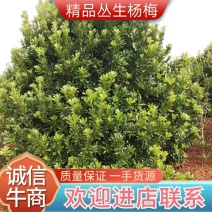 丛生杨梅，3.5米冠，产地发货，易种植，欢迎进店联系