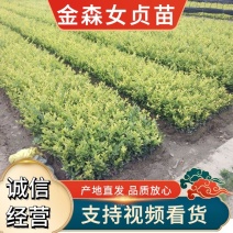 金森女贞苗20.30.40.50公分，规格齐全，基地直供