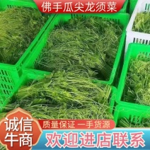 捧瓜尖佛手瓜尖龙须菜，大量上市中，新鲜采摘，欢迎老板采购