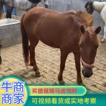 成年的德保矮马，两年到六七年可以骑得！价格便宜质量保证！