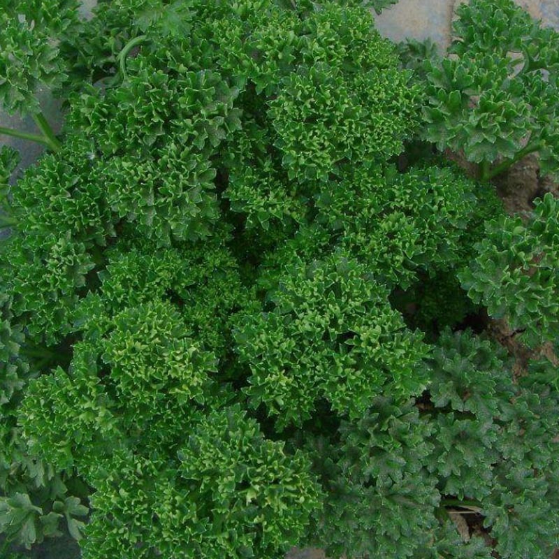 香芹种子法香 意大利欧芹种子 洋香菜 芹菜芫荽盆栽