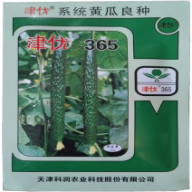 津优365黄瓜种子果肉淡绿黄瓜种子高产越冬早春畸形瓜率低